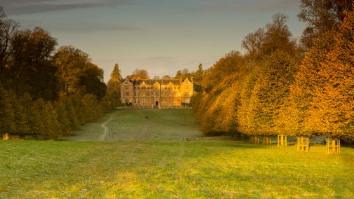 Visitors walking through the parkland in autumn at Montacute, Somerset. A large area of grass surrounded with an avenue of trees stretches away towards the house in the background glowing in the autumn sun.